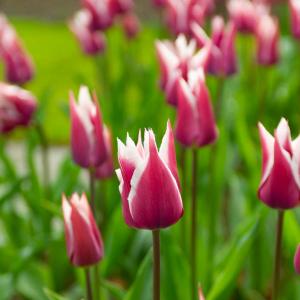 Tulipe fleur de lis Claudia (x8)